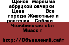 Щенок  маремма абруцкой овчарки › Цена ­ 50 000 - Все города Животные и растения » Собаки   . Челябинская обл.,Миасс г.